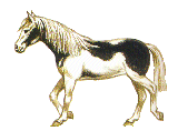 pferde.gif (31746 Byte)