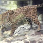 DSCN0950