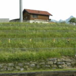 DSCN0981